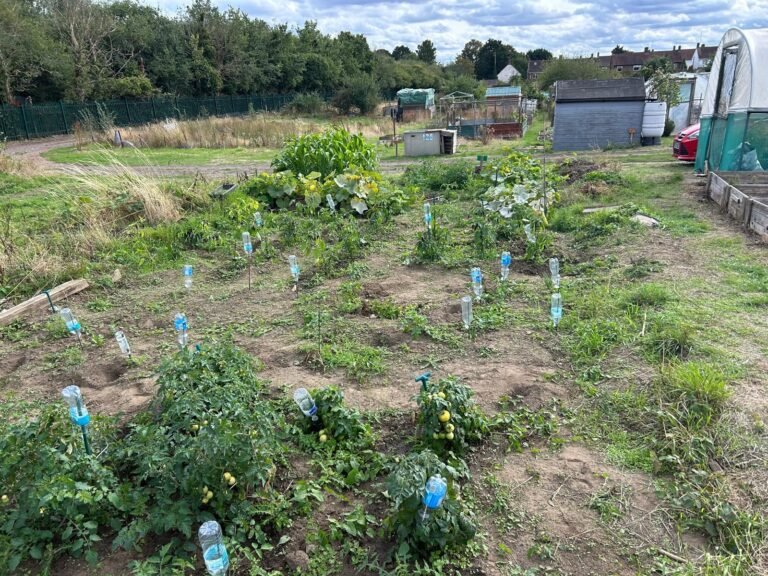 Weeding, watering and harvesting, and the tomatoes at the allotment